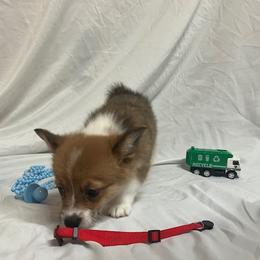 Red male - White and red male Pembroke Welsh Corgi puppy in Pleasant Plains, Arkansas from PBA Kennel