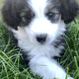 Aussiedoodle Puppies from North Idaho Miniature Aussiedoodles