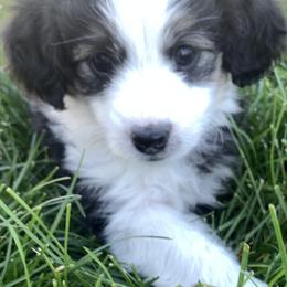 Aussiedoodle Puppies from North Idaho Miniature Aussiedoodles