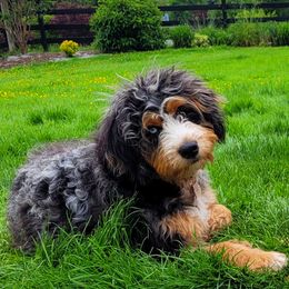 Betty - Bernedoodle