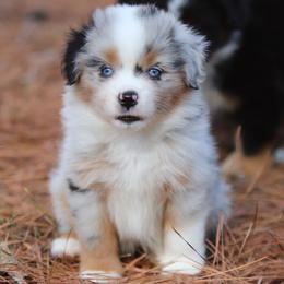 Sassy - Blue merle female Miniature American Shepherd puppy in Mineola, Texas from Southern Star Miniature American Shepherds