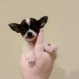 Paris (3 pounds full grown) - Black and white female Chihuahua puppy in Alvord, Texas from Gift of Gods Favor