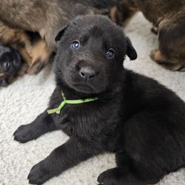 Boy 1 - Black male German Shepherd puppy in Conroe, Texas from Aus der Asche German Shepherds