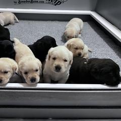 Labrador Retriever Puppies from Ridgemere Retrievers