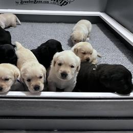 Labrador Retriever Puppies from Ridgemere Retrievers