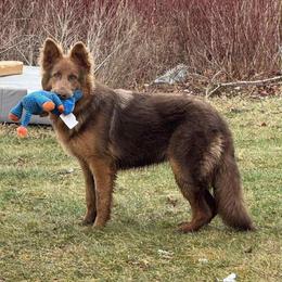 Aspen - German Shepherd