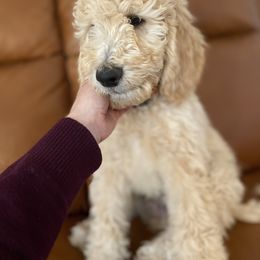Bernedoodle Puppies from Bruce and Emma Doodles