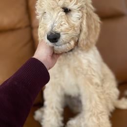Bernedoodle Puppies from Bruce and Emma Doodles