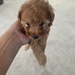 Poodle Puppies from ItalianToyPoodles