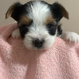 Giselle - Black tan and white female Biewer Terrier puppy in Crossville, Tennessee from Little Bear Creek Biewers