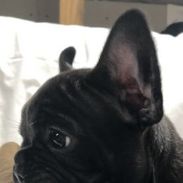 French Bulldogs from Baltic French Bulldogs