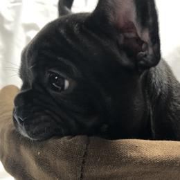 French Bulldogs from Baltic French Bulldogs