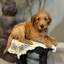 Doc- Orange - Apricot male Goldendoodle puppy in Bay City, Texas from Charming Doods Goldendoodles