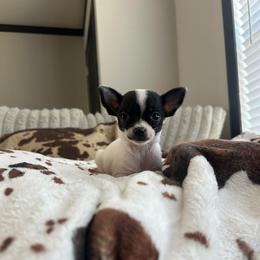 Paris (3 pounds full grown) - Black and white female Chihuahua puppy in Alvord, Texas from Gift of Gods Favor