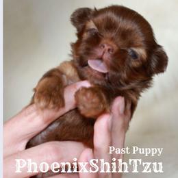 Shih Tzu Puppies from Phoenix Shih Tzu