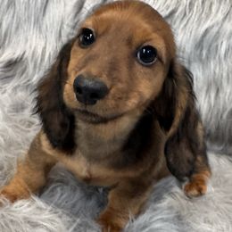 Piper - Chocolate and tan female Dachshund puppy in Cabool, Missouri from Dachshund's of Country Magic Farms in Missouri