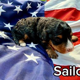 Sailor - Tri-color male Bernedoodle puppy in Townville, South Carolina from Copper Creek Bernedoodles