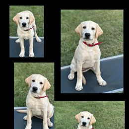 Labrador Retriever Puppies from Clark’s Loyal Labradors
