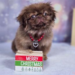 Red collar - Fawn male Pekingese puppy in Conroe, Texas from SFLK