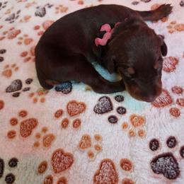 Pink collar. - Red and rust female Doberman Pinscher puppy in Acworth, Georgia from Stonewood Dobermans and Min Pins