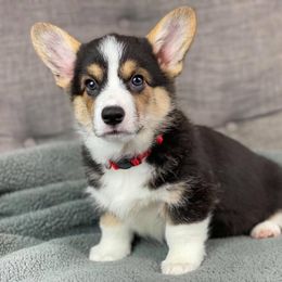 Pembroke Welsh Corgi Puppies from Wiggle B Ranch Corgis