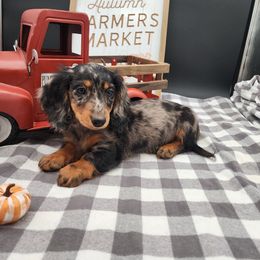 Winnie - Dapple female Dachshund puppy in Smallett, Missouri from Doxie Holler
