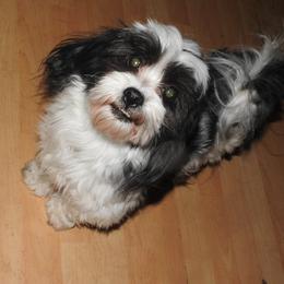 Carver - Shichon