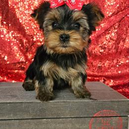 Portia - Blue and gold female Yorkshire Terrier puppy in Monticello, Iowa from Ashley’s Puppies