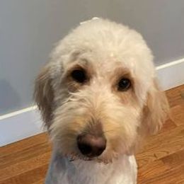 Goldendoodles from Peace,Love,and Doodles