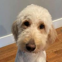 Goldendoodles from Peace,Love,and Doodles