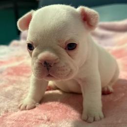 French Bulldog puppies from Hope's Frenchies