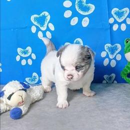 Jackson - Blue merle male Chihuahua puppy in Redding, California from Akc ivy league chihuahua .  Com