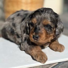 Treasure - Blue merle female Aussiedoodle puppy in Larimer County, Colorado from Puppy Love Doodles