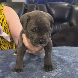 Blue 2 - Gray male Cane Corso puppy in Jacksonville, Florida from Fleming Cane Corso's