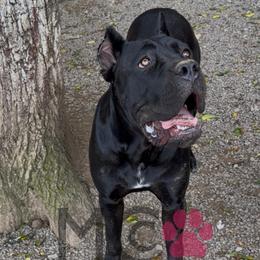 Maryanne - Black female Cane Corso puppy in Big Stone Gap, Virginia from Montanaro Cane Corsos