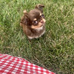 Miss Monica Monkey - Chocolate and tan female Chihuahua puppy in Wakarusa, Indiana from My Fuzzy Chihuahuas