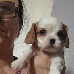 Cleo - Blenheim female Cavalier King Charles Spaniel puppy in Phoenix, Arizona from Royal Desert Cavaliers
