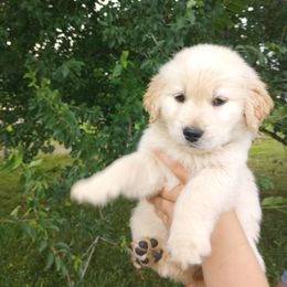 Boy 3 - Golden Golden Retriever puppy in Indiana County, Pennsylvania from Liberty's Legacy Goldens