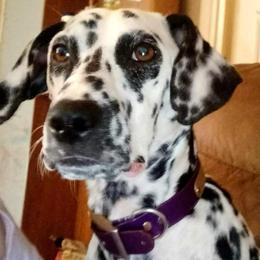 Zuma - White and black female Dalmatian puppy in Travelers Rest, South Carolina from Cotton Top