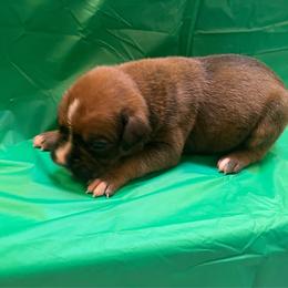 Violet Delancey - Fawn female Boxer puppy in Willard, North Carolina from Boone’s Boxers of North Carolina