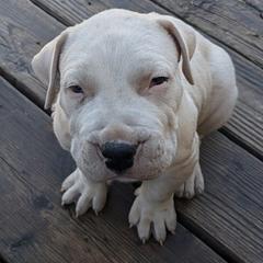 All white 2 - White male Dogo Argentino puppy in Pueblo, Colorado from Palace Guard Dogos