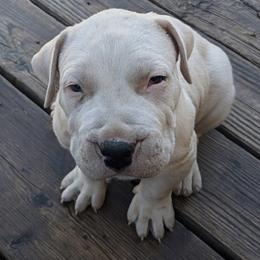 All white 2 - White male Dogo Argentino puppy in Pueblo, Colorado from Palace Guard Dogos