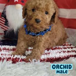 Orchid - Red  male Goldendoodle puppy in Beecher, Illinois from Erica’s Doodles