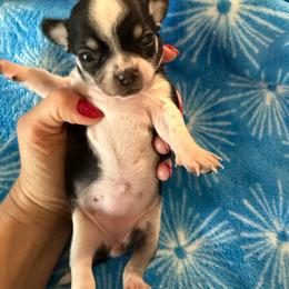 AKC girl 1 - Black and white female Chihuahua puppy in Anoka, Minnesota from Anoka County MN AKC Chihuahuas