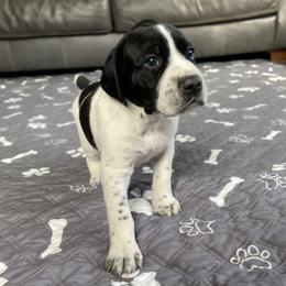 Captain - Black and white male German Shorthaired Pointer puppy in Hot Springs, Virginia from Thunder Mountain Gun Dogs