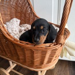 Luis - Black and tan male Dachshund puppy in Ecru, Mississippi from Toddy Kennels