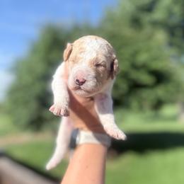 Brown and white - Parti male Goldendoodle puppy in Mc Cutchenville, Ohio from Dawn's Doodles