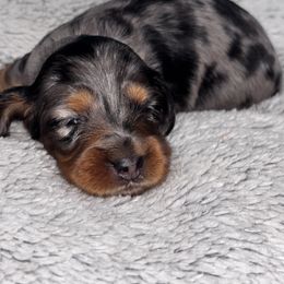 Dark purple collar - Dapple female Dachshund puppy in Chicago, Illinois from RGZ Doxies