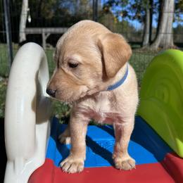 Benjamin (Clark) - Yellow male Labrador Retriever puppy in Alger, Ohio from Osborne Family Retrievers