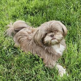 Kash - Shih Tzu